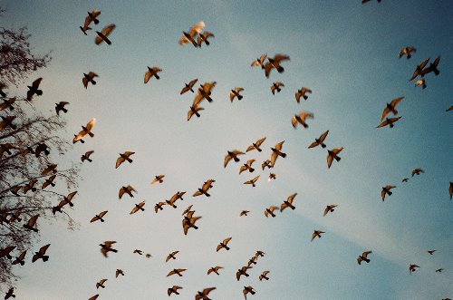 стая голубей в небе атмосферное фото на пленку