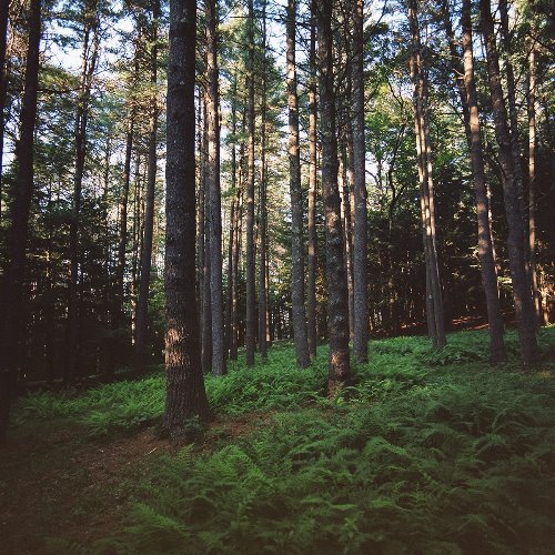 сосновый лес атмосферное фото на пленку