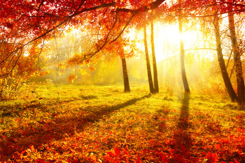 солнечные лучи в осеннем лесу