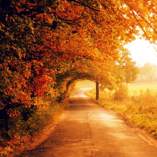 золотая осень дорога в листьях