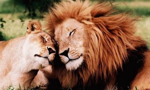 влюбленные лев и львица