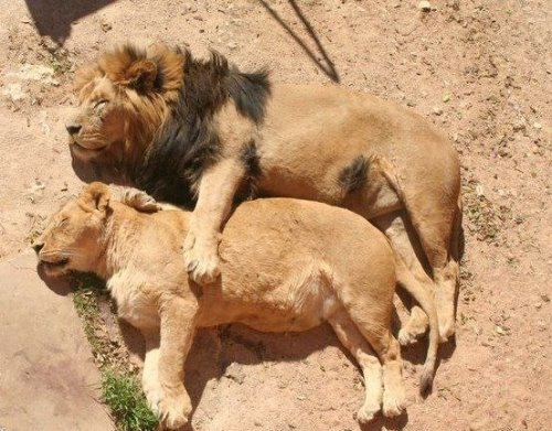 влюбленная пара львов спят на боку