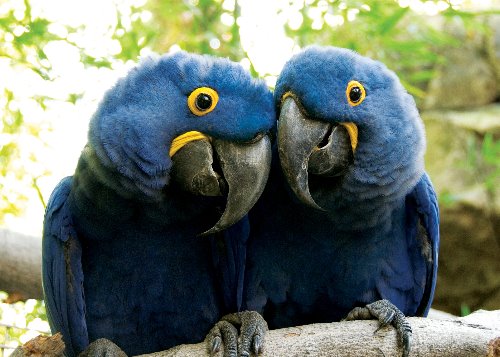 два синих попугая