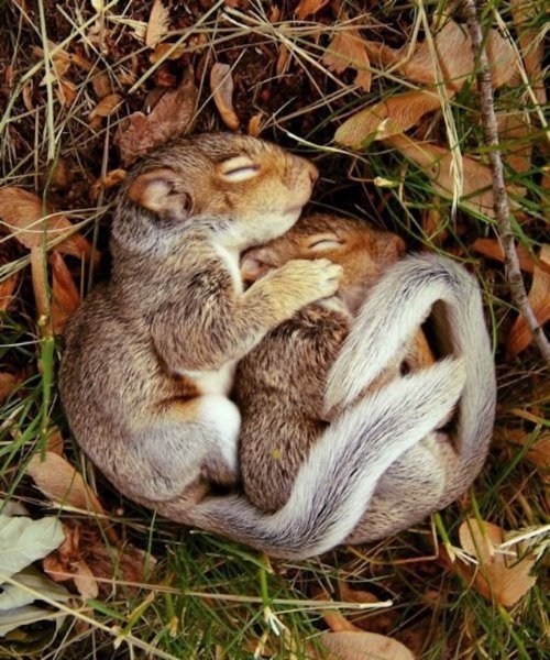 маленькие зверьки спят в траве обнявшись
