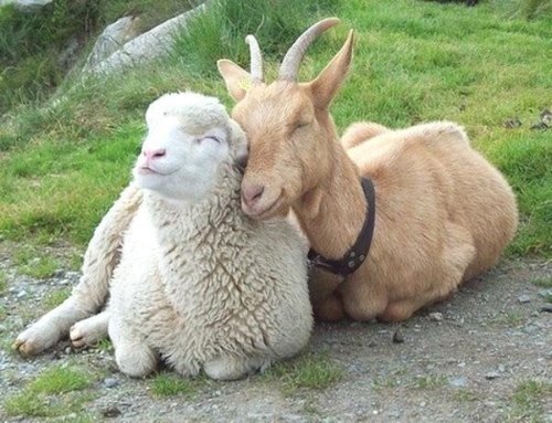 козел и овца дружно лежат в траве