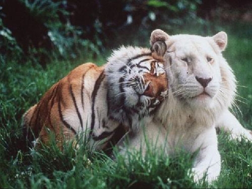 тигр ластится к тигру альбиносу
