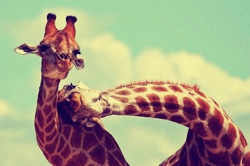 два влюбленных жирафа
