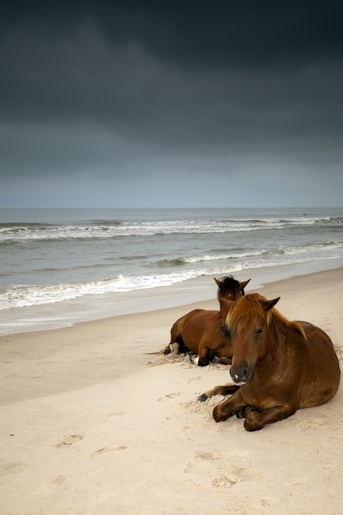две лошади отдыхают на берегу моря в хмурую погоду