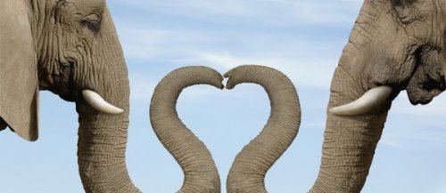 слоны с хоботами в виде сердечка