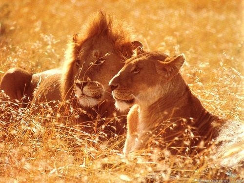 пара львов отдыхают в траве под солнцем