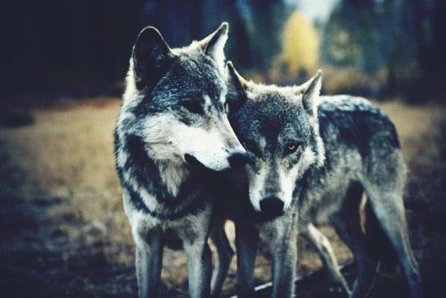 пара волков прижались друг к другу