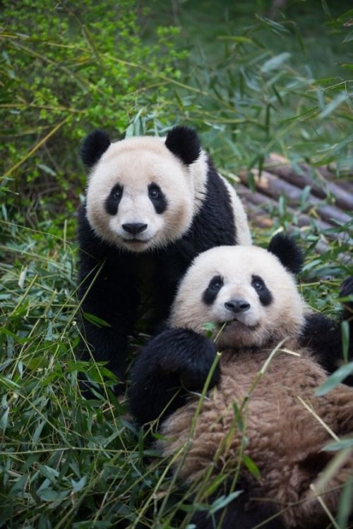 две милые панды