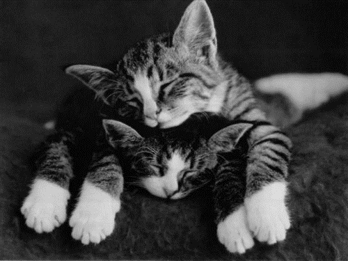 два котёнка мило спят друг на дружке