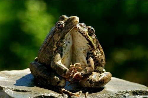 две лягушки танцуют танго