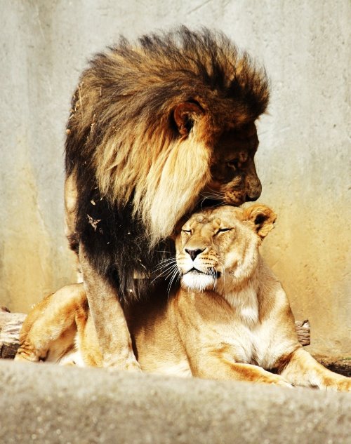лев целует львицу романтичное фото