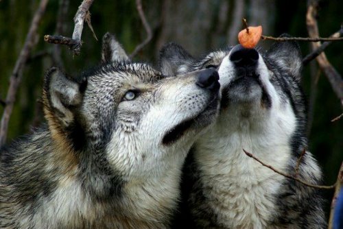 два волка вместе нюхают листик