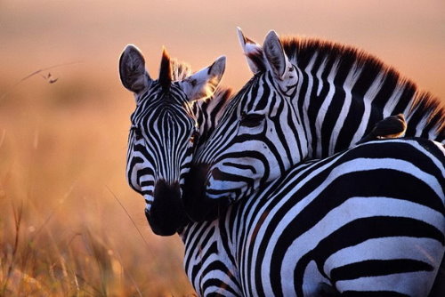 две влюбленные зебры
