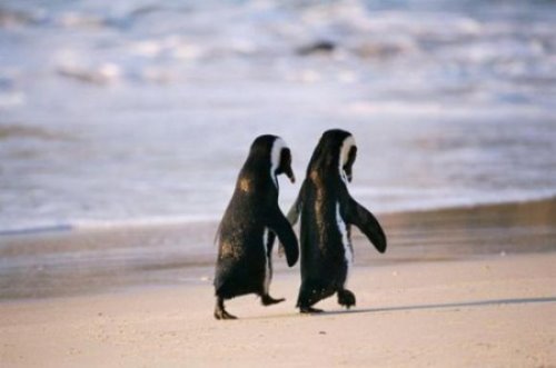 два пингвина прогуливаются по пляжу