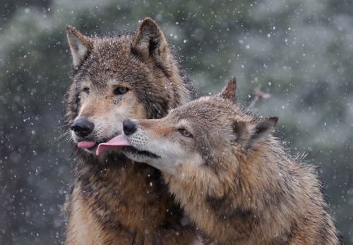любовь волков