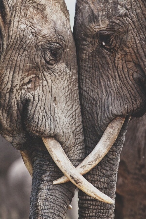 влюбленные слоны