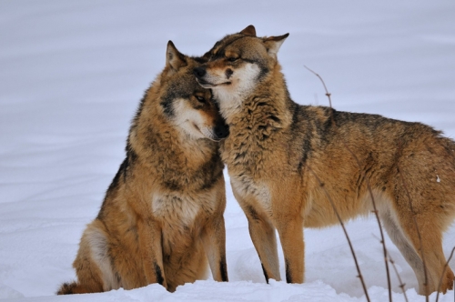 влюбленная пара волков зимой