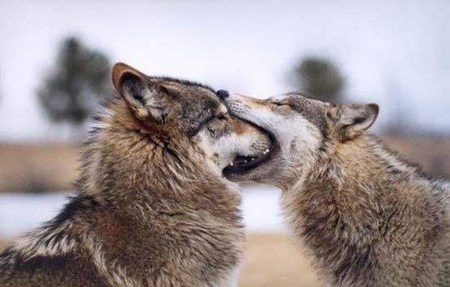 волк прикусил пасть волчицы