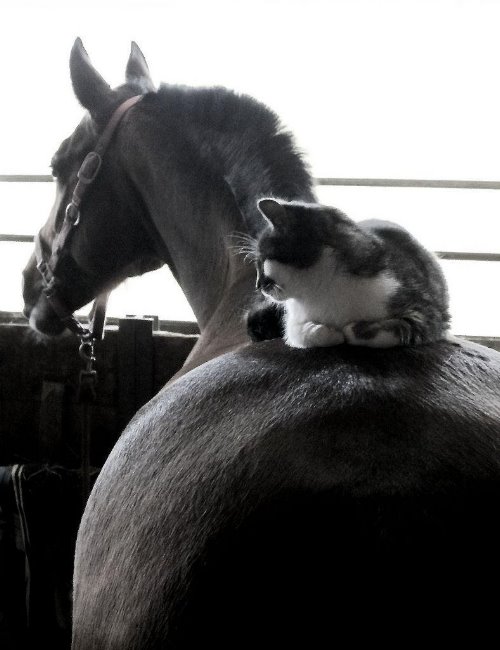 кошка отдыхает на спине лошади