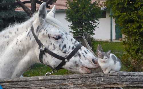 лошадка проявляет интерес к кошечке на заборе