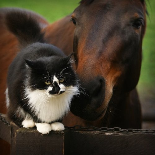 дружба кота и лошади