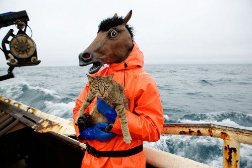 кот на корабле в руках у человека в маске лошади смешное фото
