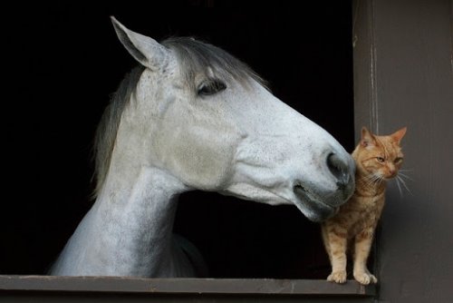 белый конь и рыжий кот