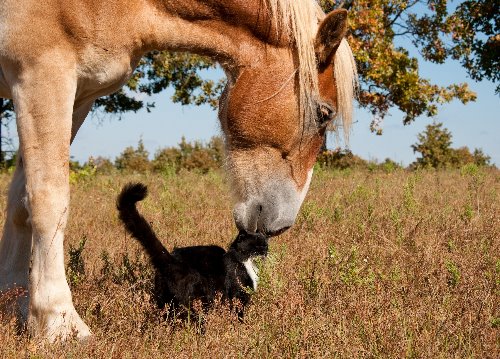 лошадка целует кота в лоб