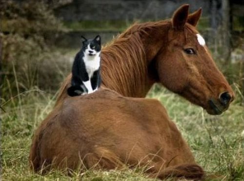 лошадь отдыхает на траве кот отдыхает на лошади