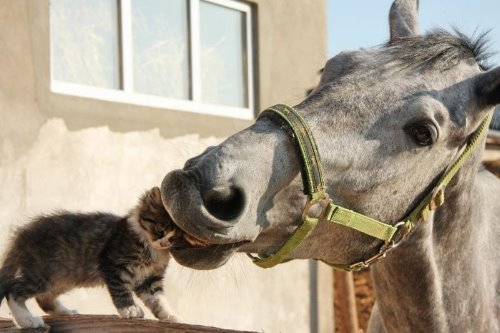 конь облизывает котёнка