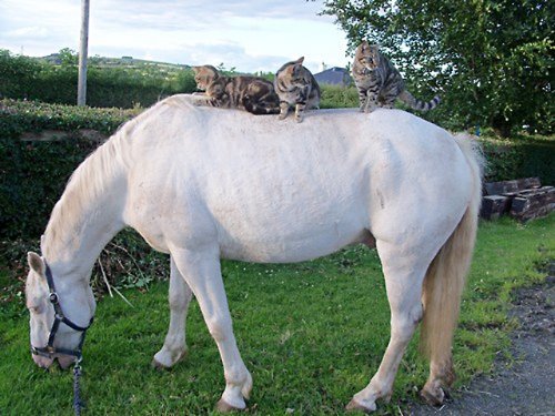 три полосатых кота сидят у белой лошади на спине