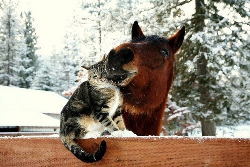 милейшее фото кота и лошади зимой обнимаются