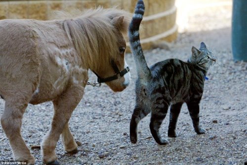 мини лошадка гуляет с полосатым котом рядом