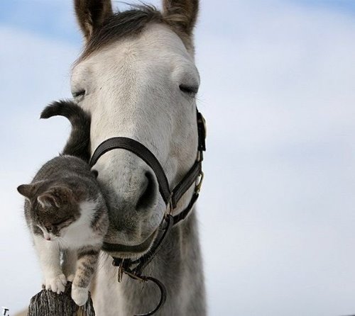 кошачья нежность с лошадкой