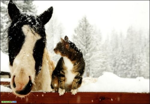 зимнее фото коня и кота