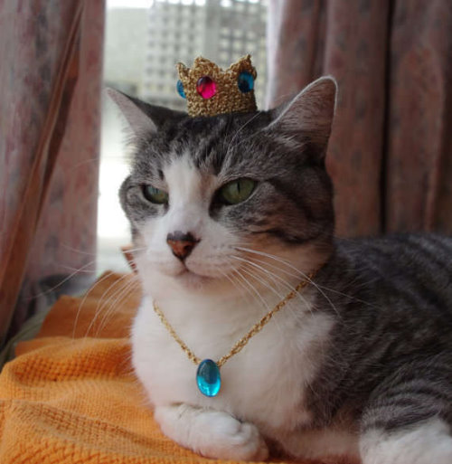 кот царевич в короне
