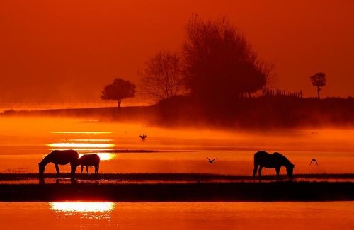 лошади пасутся у водоема в лучах заката
