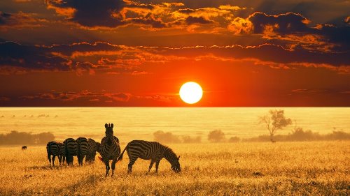 зебры на закате солнца