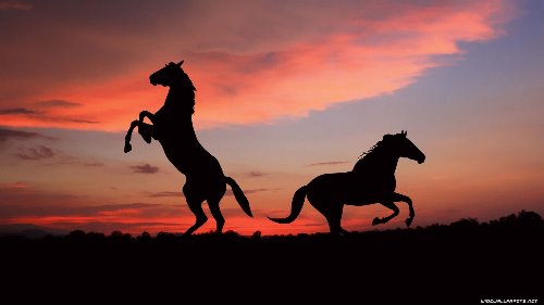 две лошади на закате 