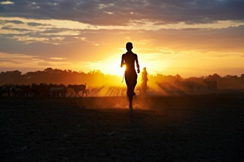 мальчик бежит к стаду коз на закате солнца силуэт