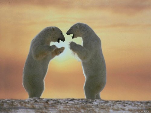 два белых медведя встретились на закате