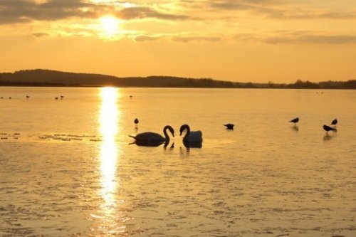 лебеди и птицы в солнечной дорожке на закате