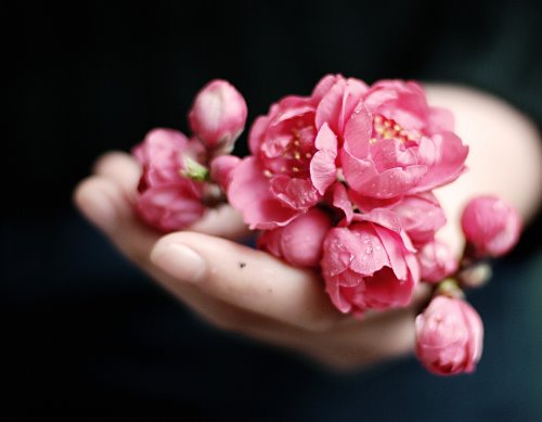 девушка держит розовые цветы на ладони