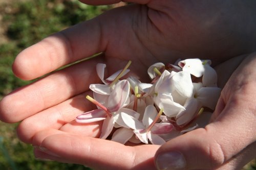горсточка лепестков белых цветов