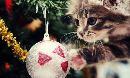 полосатый котенок тянется лапкой к новогодней игрушке на ёлке