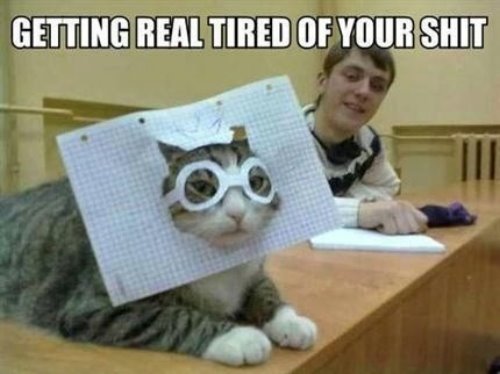 толстый кот камышового окраса в очках из тетрадного листа